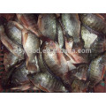 WGS Frozen Black Tilapia